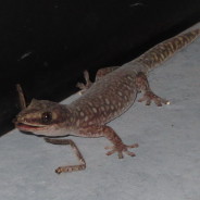 Southern Spotted Velvet Gecko