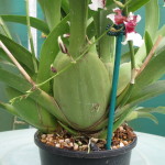 Oncidium Heaven Scent 'Redolence'