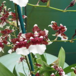 Oncidium Heaven Scent 'Redolence'