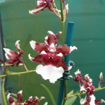 Oncidium Heaven Scent 'Redolence'