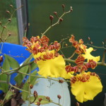 Oncidium Sweet Ears 'Pacific Gold'