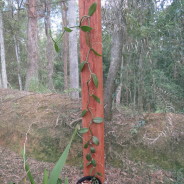 Vanilla planifolia – January 2015