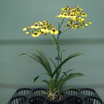 Oncidium Alosuka 'Claire' 80mm