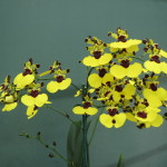 Oncidium Alosuka 'Claire'