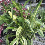 Oncidium Sharry Baby 'Sweet Fragrance' (variegated foliage)