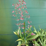 Oncidium Sharry Baby 'Sweet Fragrance'