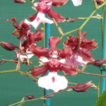 Oncidium Sharry Baby 'Sweet Fragrance'