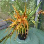 Brassada Orange Delight 'Hilo Sunrise'