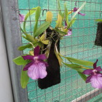 Miltonia spectabilis