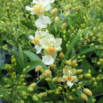 Oncidium Twinkle 'Fragrant Fantasy'