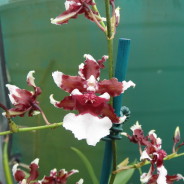 Oncidium Heaven Scent ‘Redolence’