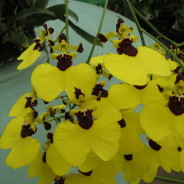 Oncidium Alosuka ‘Claire’