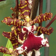 Odontocidium Everglades Elegance ‘Nancy Lee’