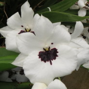 Miltoniopsis Lillian Nakamoto ‘Tanto’