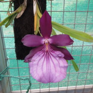 Miltonia spectabilis