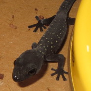 Southern Spotted Velvet Gecko- Junior