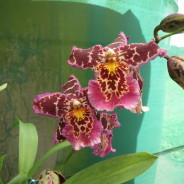 Beallara (syn Aliceara) Tropic Tom ‘Honker’