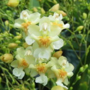 Oncidium Twinkle ‘Fragrant Fantasy’