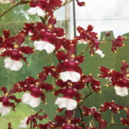 Oncidium Aka Baby ‘Raspberry Chocolate’